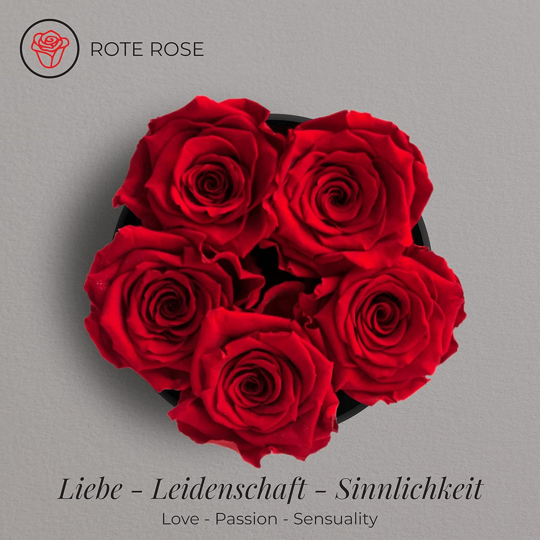 Amoroses Petite - Geschenkbox 5 ewige stabilisierte Rosen - Eleganter Strauss echter Blumen | Gesche