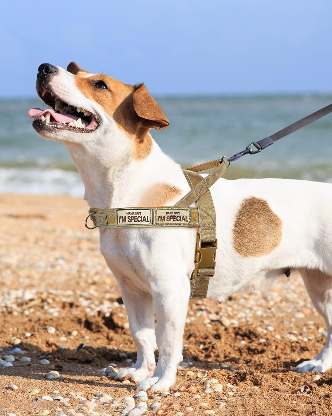 No Pull Hundegeschirr für kleine mittelgrosse Hunde, reflektierend ausbruchsicher verstellbar ohne Z