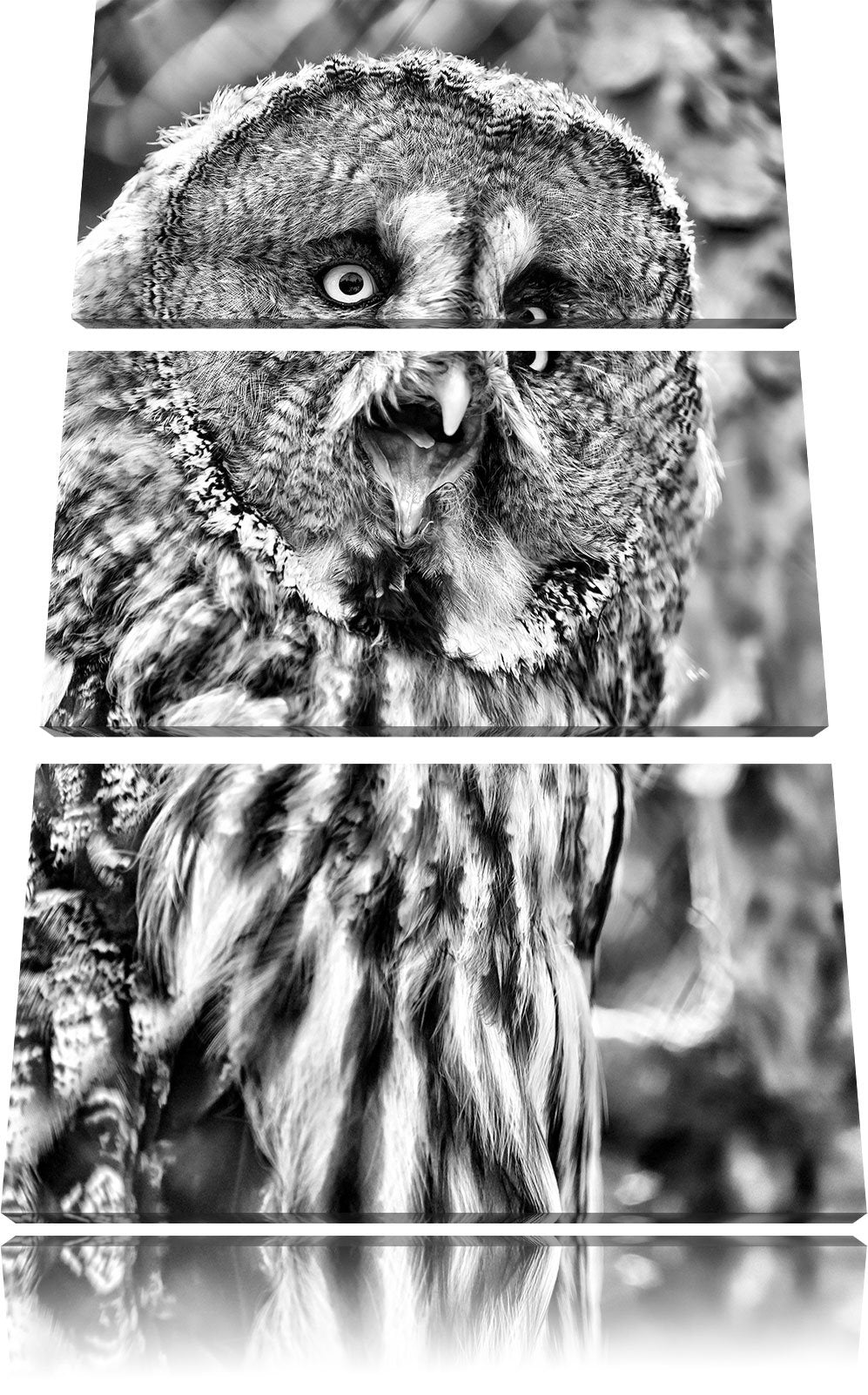 Pixxprint prächtiger Habichtskauz als Leinwandbild/Grösse: 3 Teilig (120x80) cm/Wandbild/Kunstdruck/