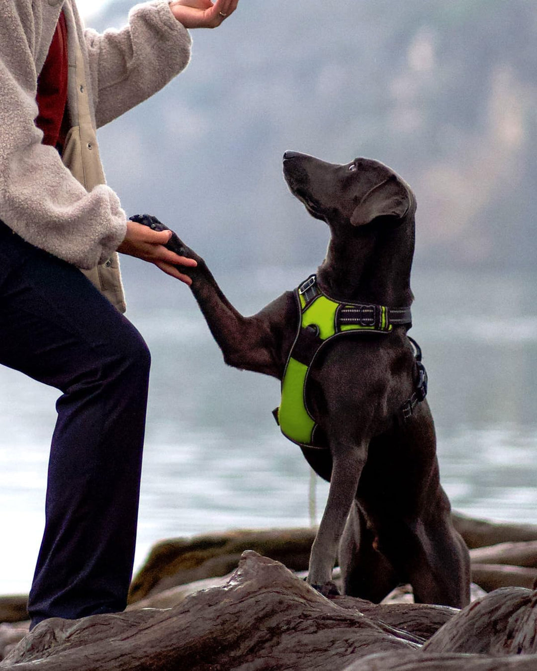 Joytale Hundegeschirr mittelgrosse Hunde, reflektierendes Geschirr Hund,luftdurchlässige Anti Zug Hu