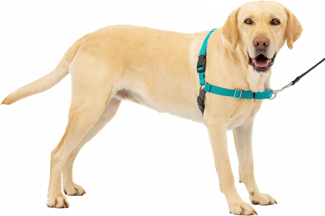 PetSafe Easy Walk Hundegeschirr, kein Ziehen, das ultimative Geschirr, um das Ziehen zu stoppen, übe