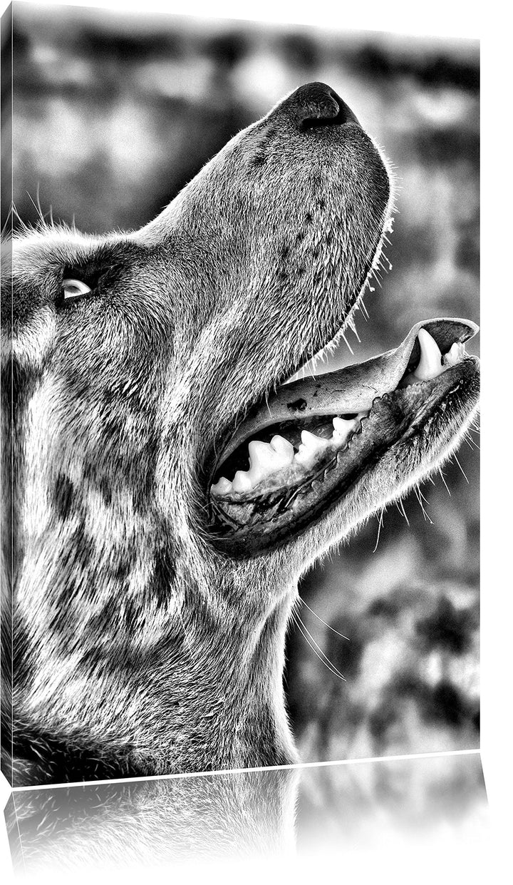 Pixxprint Husky von der Seite als Leinwandbild/Grösse: 100x70 / Wandbild/Kunstdruck/fertig bespannt,