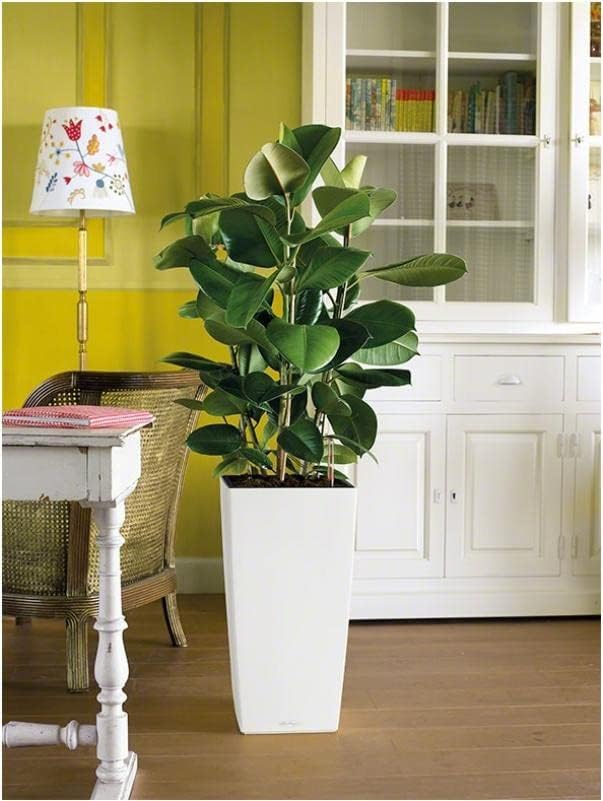 LECHUZA CUBICO Premium 30 weiss hochglanz 18181 29.5x29.5x56.5 cm Weiss Hochglanz, 29.5x29.5x56.5 cm