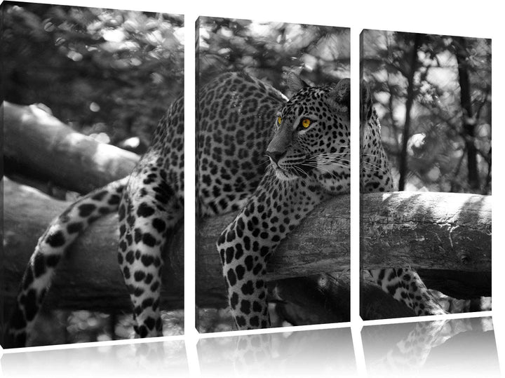 Pixxprint liegender Leopard auf AST als Leinwandbild | Grösse: 3 Teilig (120x80) | Wandbild| Kunstdr