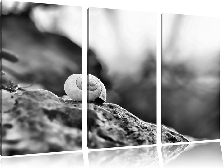 Pixxprint kleine Schnecke auf Stein als Leinwandbild/Grösse: 3 Teilig (120x80) cm/Wandbild/Kunstdruc