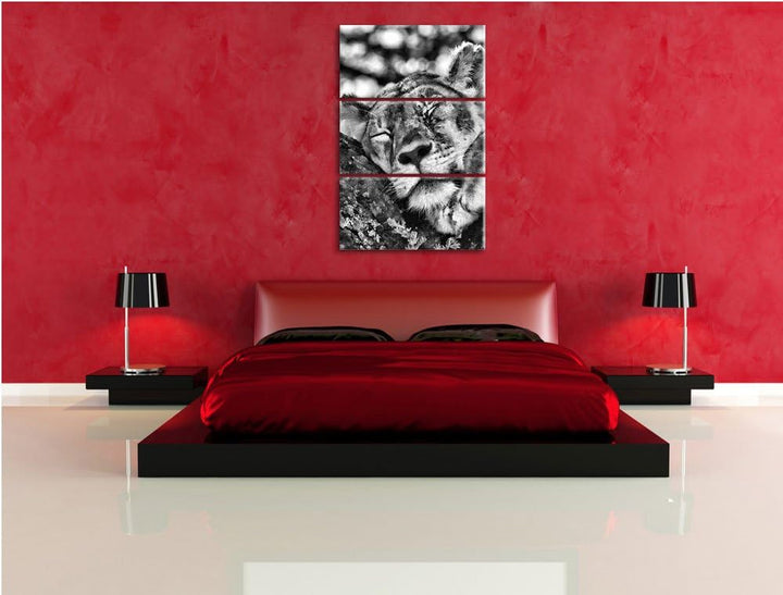 Pixxprint müde Löwin ruht auf Baum als Leinwandbild/Grösse: 3 Teilig (120x80) cm/Wandbild/Kunstdruck