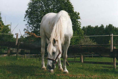 Scheidler horse-direkt Schwarzkümmelsamen ganz, 15kg, Pferd, zur Unterstützung, Einzelfuttermittel,