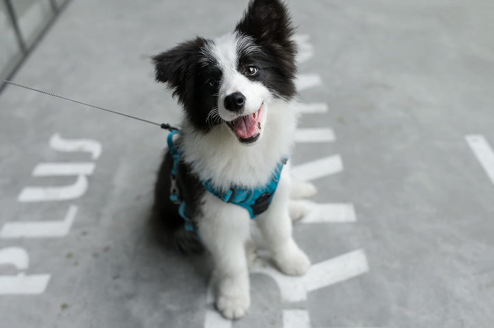 Voyager Von Best Pet Supplies – verstellbares Hundegeschirr mit 3M reflektierender Technologie, kein