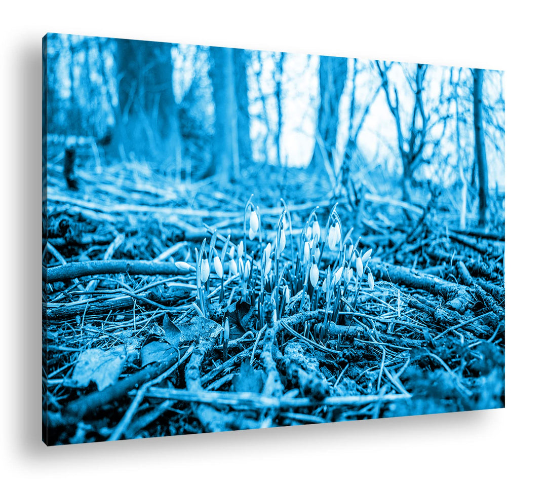 deyoli Der Frühling kommt - wachsende Schneeglöckchen Format: 80x60 Effekt: Monocrome Blau als Leinw