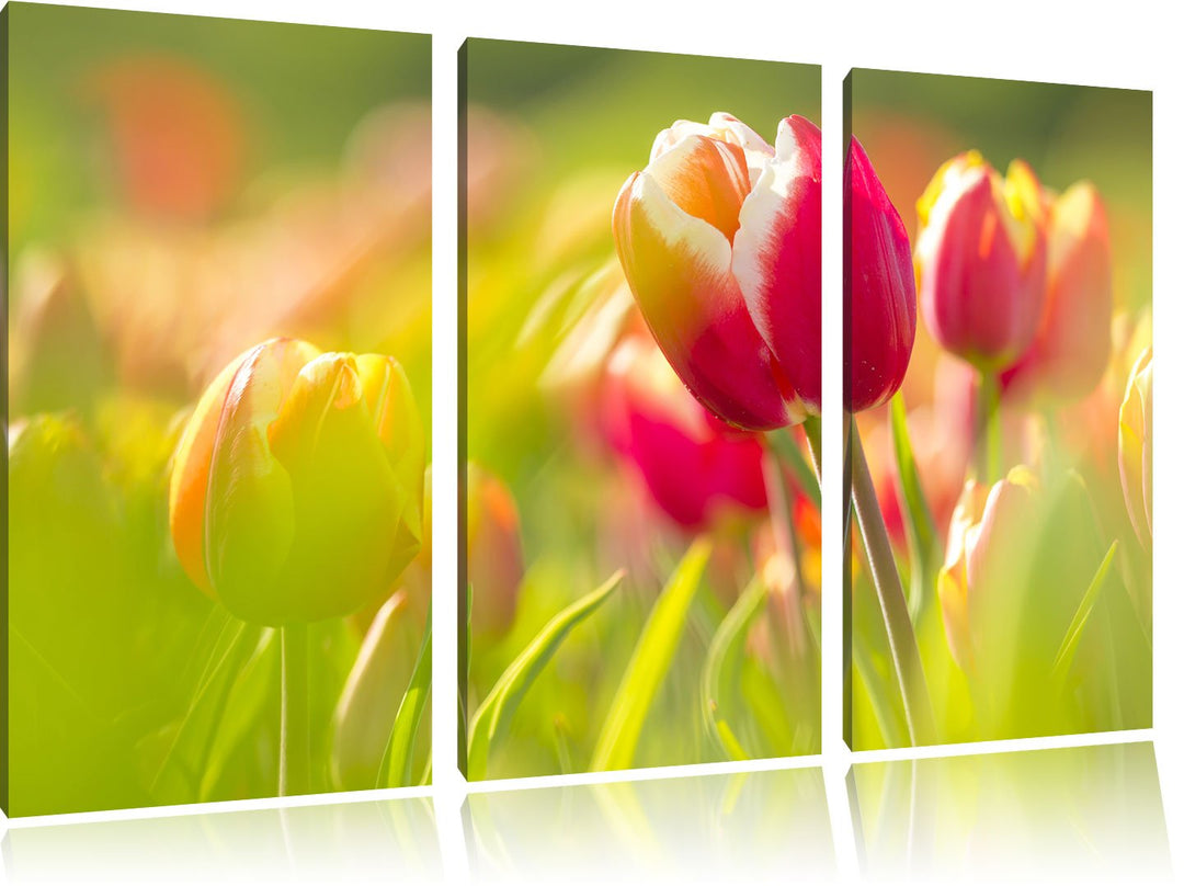 Pixxprint Blühende rote Tulpen als Leinwandbild/Grösse: 3 Teilig (120x80) / Wandbild/Kunstdruck/fert