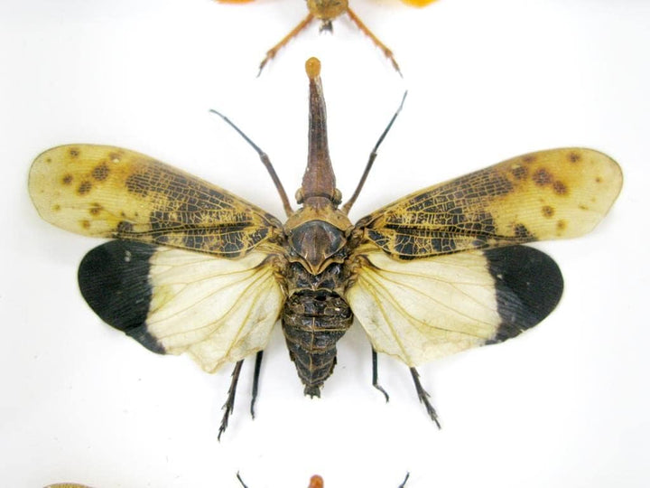 Echte exotische riesige Käfer, Insekten und Krabbler im Schaukasten - Insekten - Taxidermie (3x Pyro