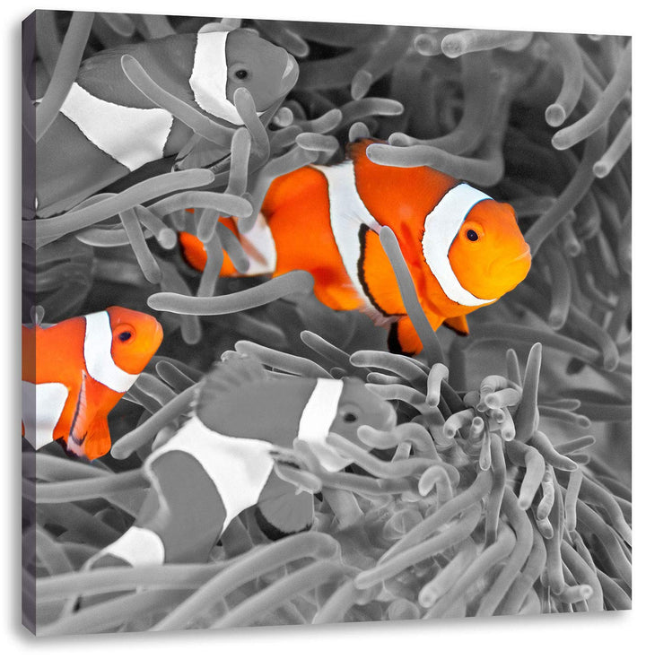 Pixxprint süsse Clown Fische in Anemone als Leinwandbild/Grösse: 70x70 cm/Wandbild/Kunstdruck/fertig