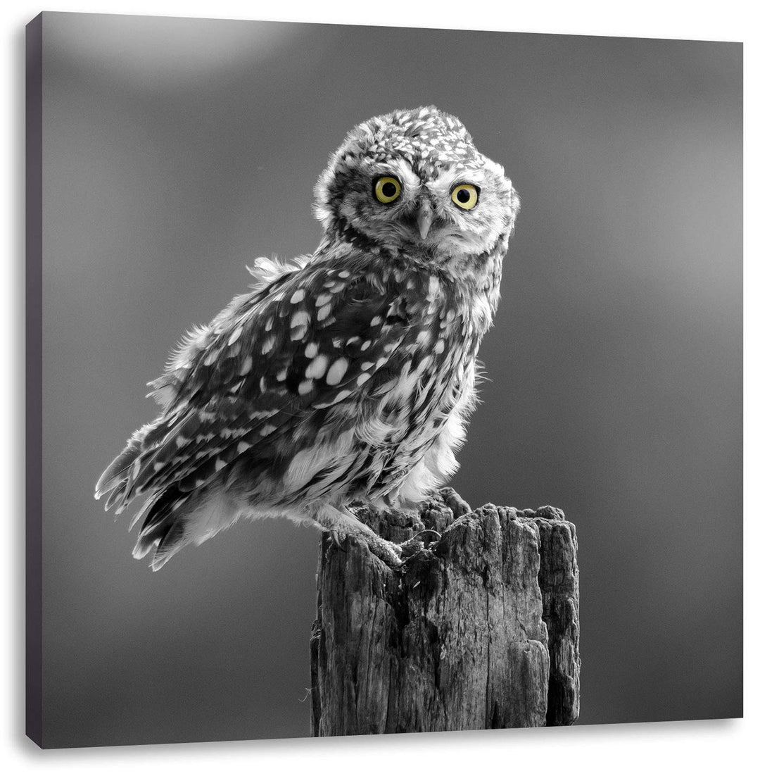 Pixxprint lustige Eule auf Baumstumpf schwarz/weiss, Format: 70x70 auf Leinwand, 70x70