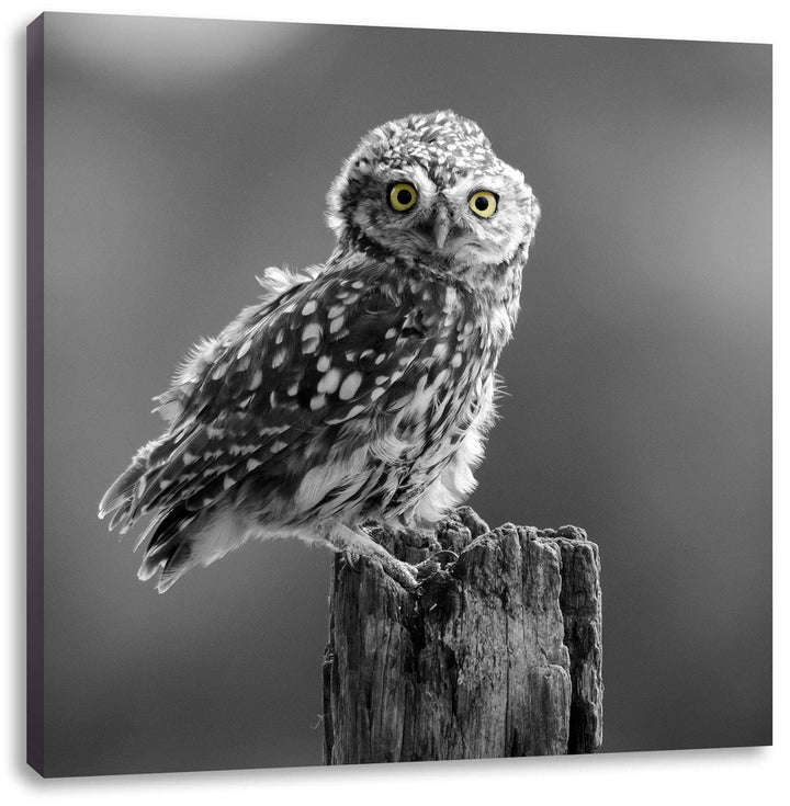 Pixxprint lustige Eule auf Baumstumpf schwarz/weiss, Format: 70x70 auf Leinwand, 70x70