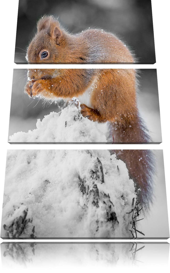 Pixxprint Kleines Eichhörnchen im Winter Schwarz/Weiss 3-Teiler Leinwandbild 120x80 Bild auf Leinwan
