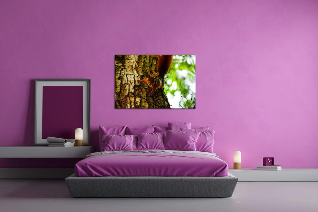 deyoli zutrauliches wildes Eichhörnchen Format: 80x60 als Leinwandbild, Motiv fertig gerahmt auf Ech
