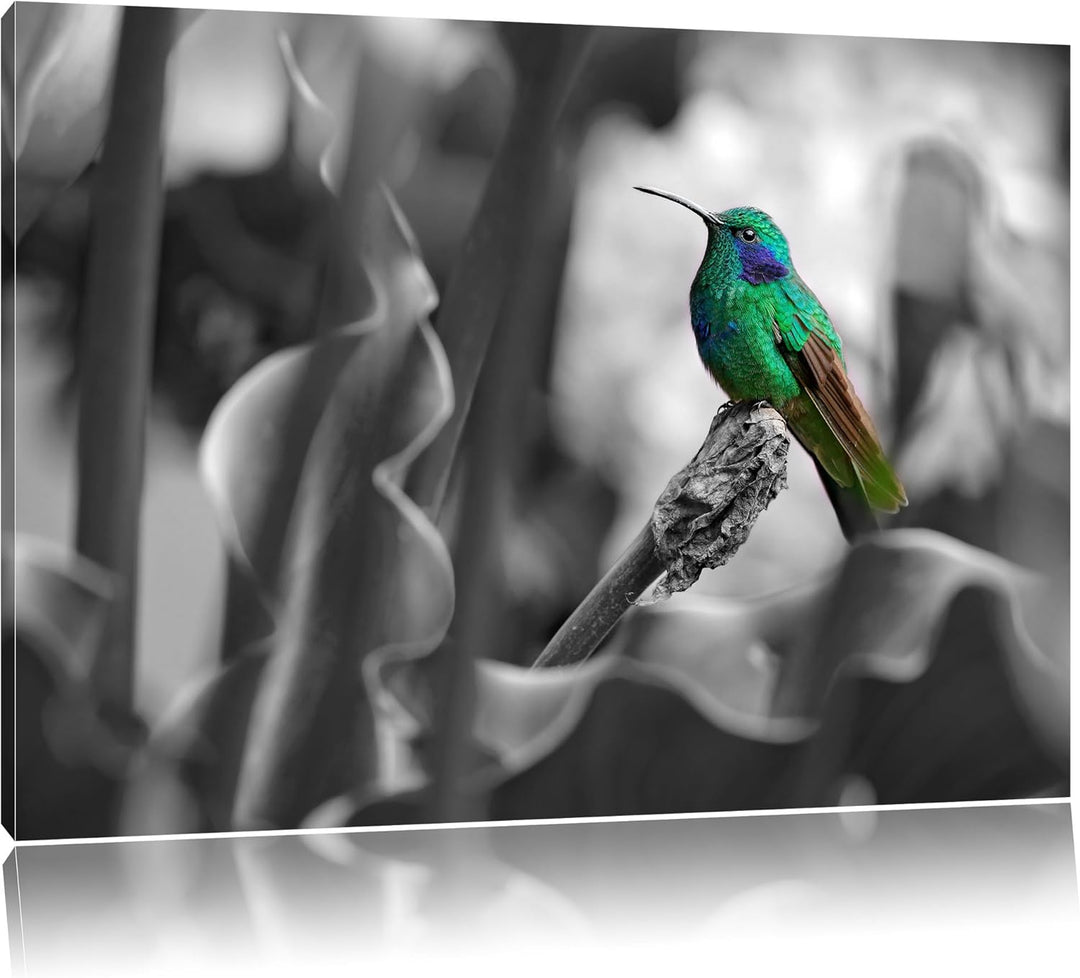 Pixxprint Kolibri in seinem Lebensraum als Leinwandbild/Grösse: 100x70 / Wandbild/Kunstdruck/fertig