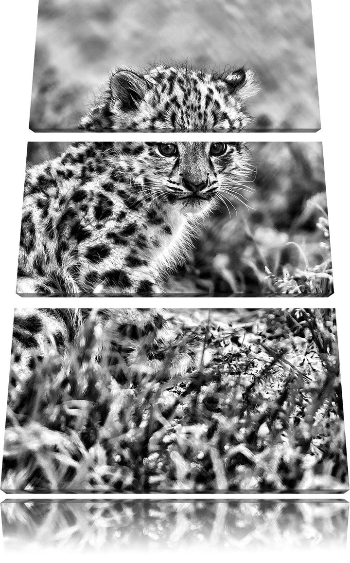 Pixxprint junger Leopard im Gras als Leinwandbild/Grösse: 3 Teilig (120x80) cm/Wandbild/Kunstdruck/f