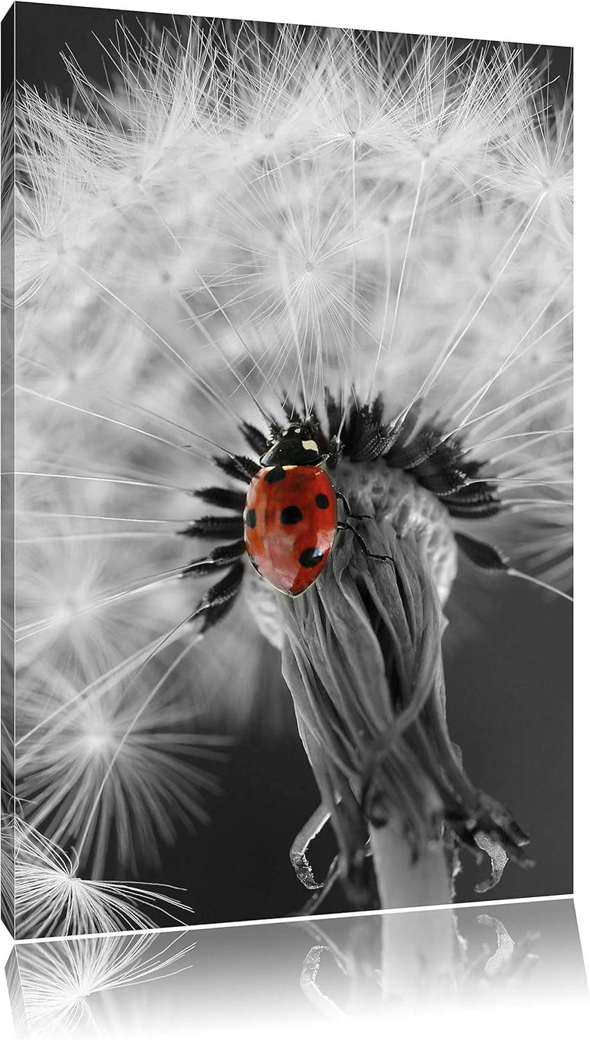 Pixxprint schöner Marienkäfer auf Pusteblume als Leinwandbild/Grösse: 100x70 cm/Wandbild/Kunstdruck/