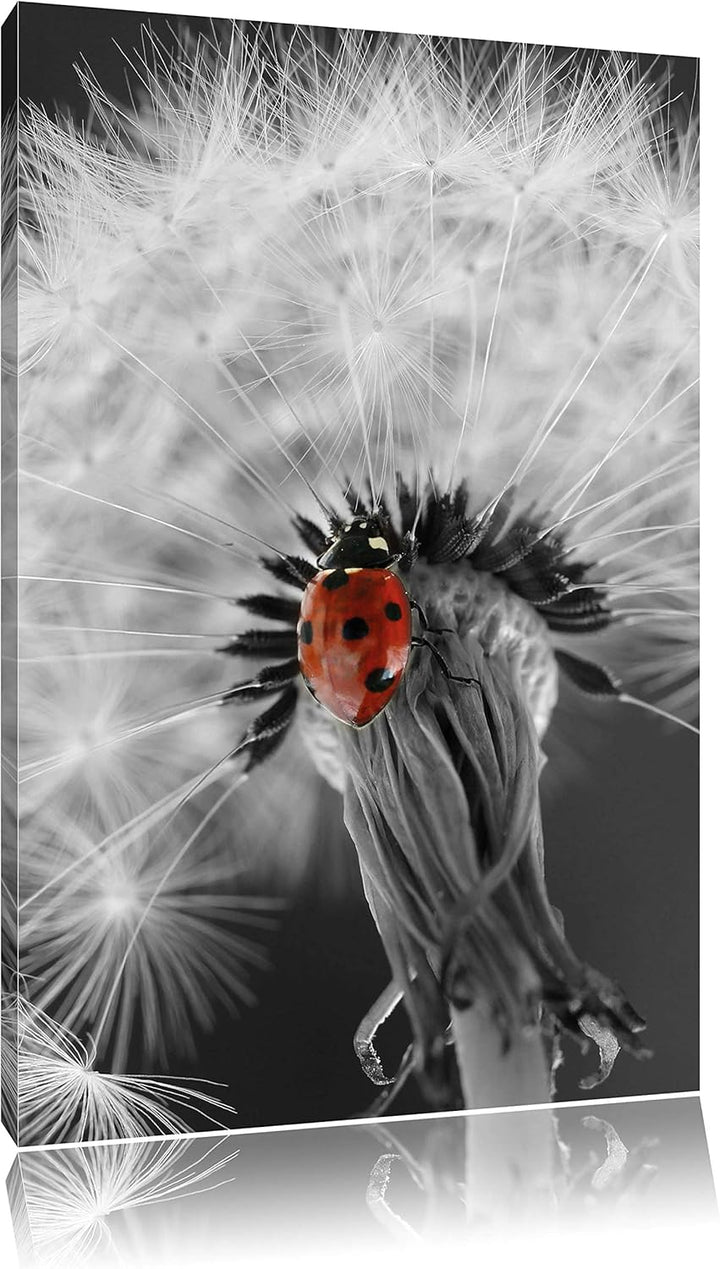 Pixxprint schöner Marienkäfer auf Pusteblume als Leinwandbild/Grösse: 100x70 cm/Wandbild/Kunstdruck/