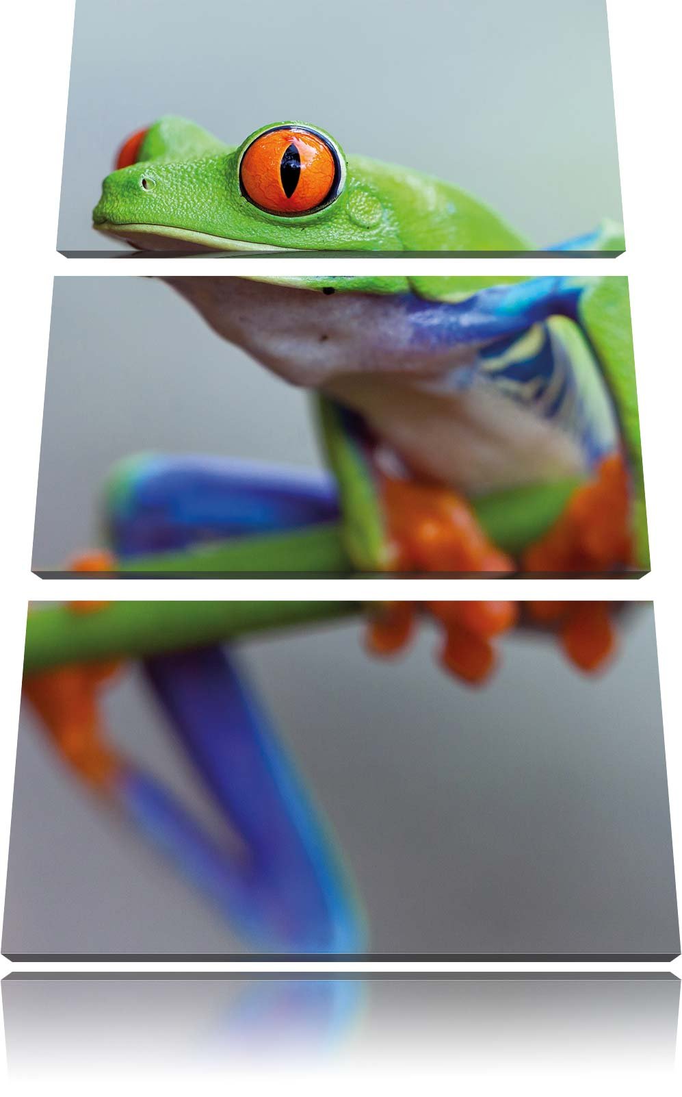 Pixxprint Grüner Frosch auf AST 3-Teiler Leinwandbild 120x80 Bild auf Leinwand