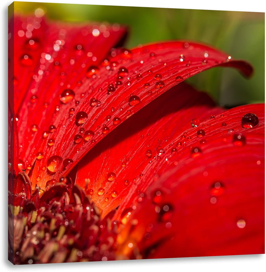 Tautropfen auf roter Blume, Format: 70x70 auf Leinwand, XXL riesige Bilder fertig gerahmt mit Keilra