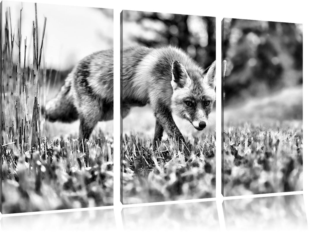 Pixxprint Schöner Fuchs als Leinwandbild/Grösse: 3 Teilig (120x80) / Wandbild/Kunstdruck/fertig besp