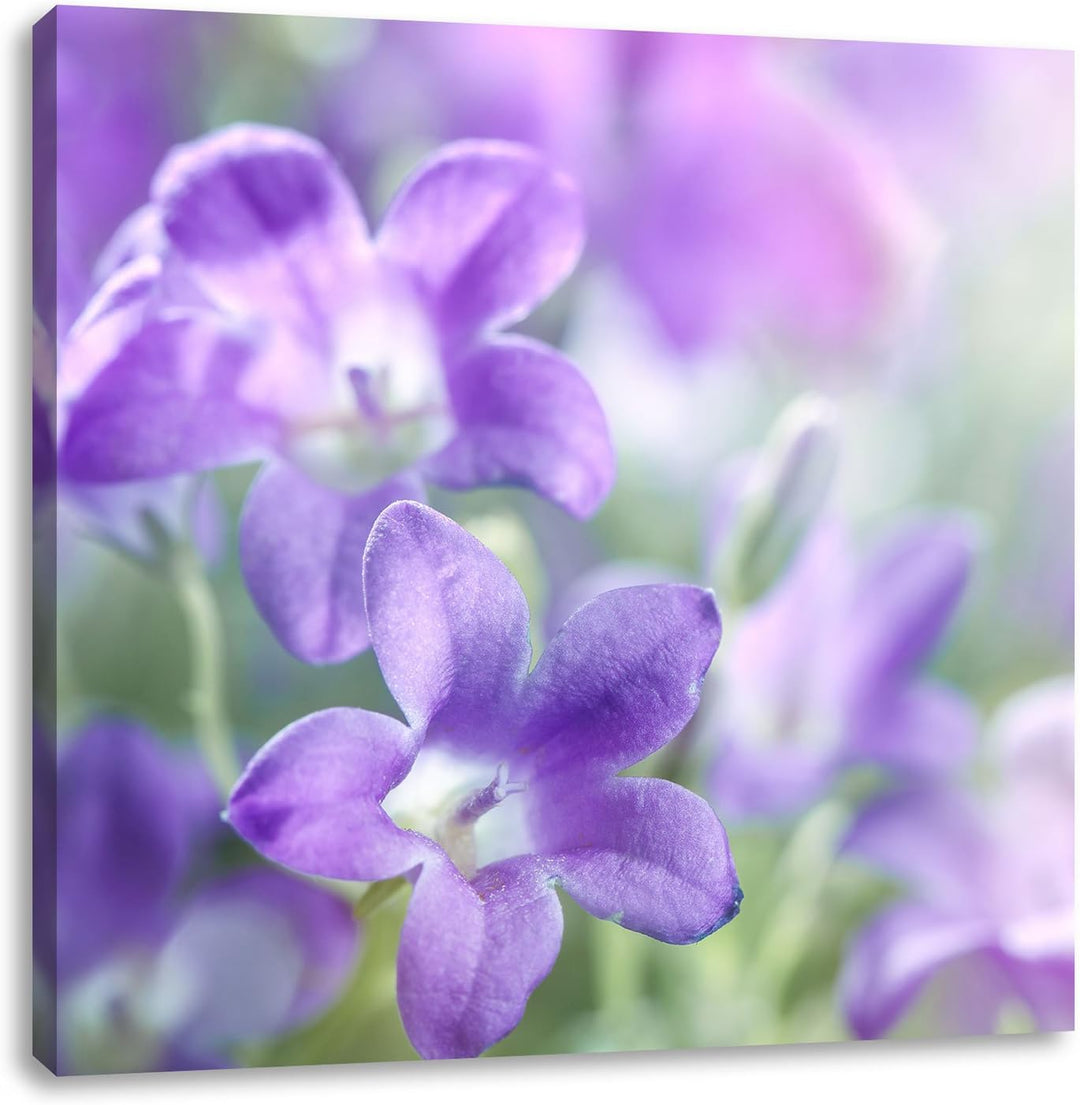 Lilane Lavendelblumen, Format: 70x70 auf Leinwand, XXL riesige Bilder fertig gerahmt mit Keilrahmen,