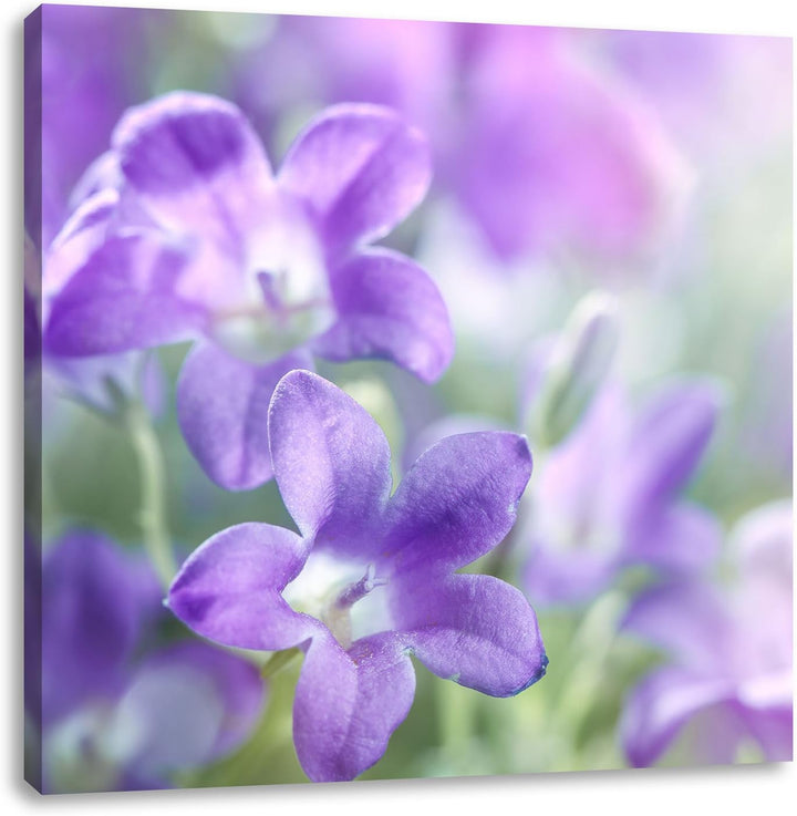 Lilane Lavendelblumen, Format: 70x70 auf Leinwand, XXL riesige Bilder fertig gerahmt mit Keilrahmen,