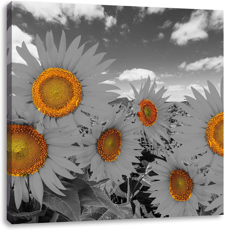 Pixxprint Tolles Sonnenblumenfeld als Leinwandbild Quadratisch/Grösse: 70x70 / Wandbild/Kunstdruck/f