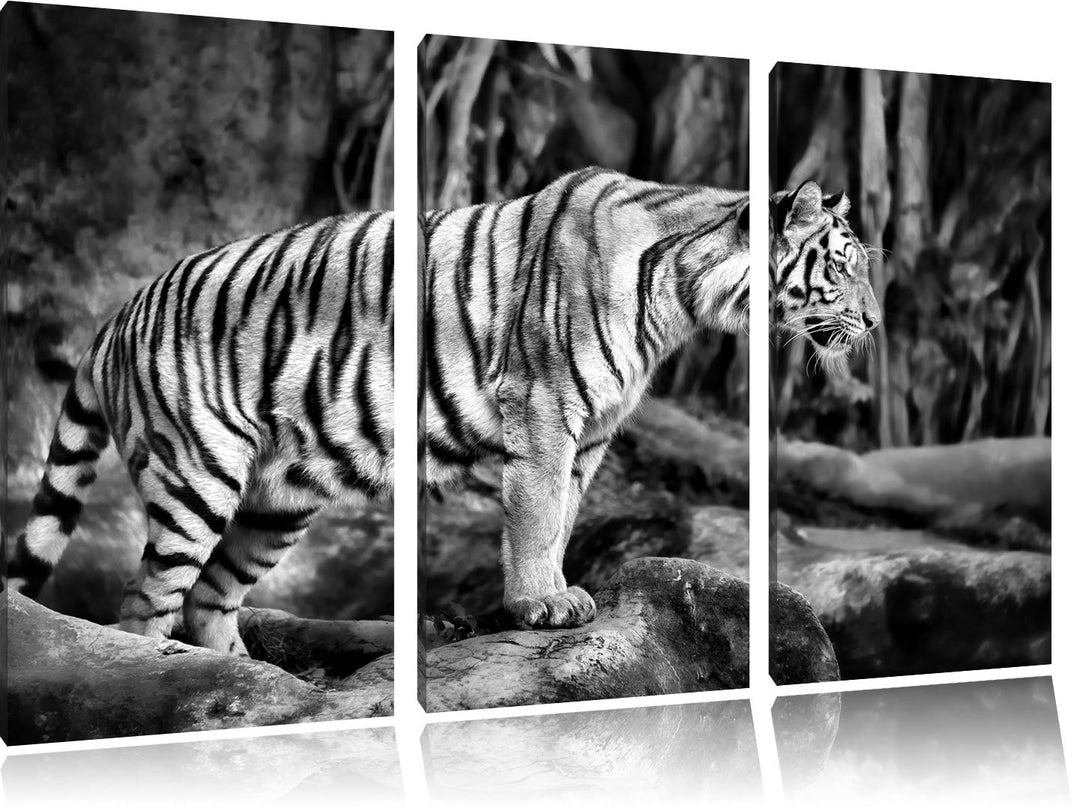 Pixxprint Tiger / 3-Teilig/Gesamtmass 120cm Leinwandbild bespannt auf Holzrahmen/Wandbild Kunstdruck