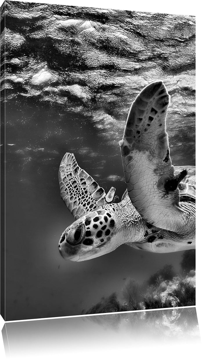 Pixxprint Schildkröte im Riff als Leinwandbild/Grösse: 100x70 cm/Wandbild/Kunstdruck/fertig bespannt