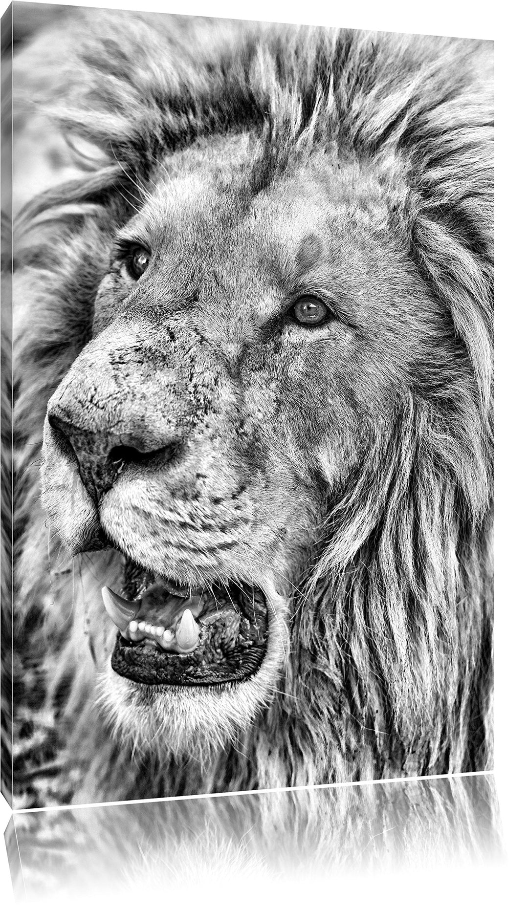 Pixxprint schöner weisser Löwe als Leinwandbild/Grösse: 100x70 / Wandbild/Kunstdruck/fertig bespannt
