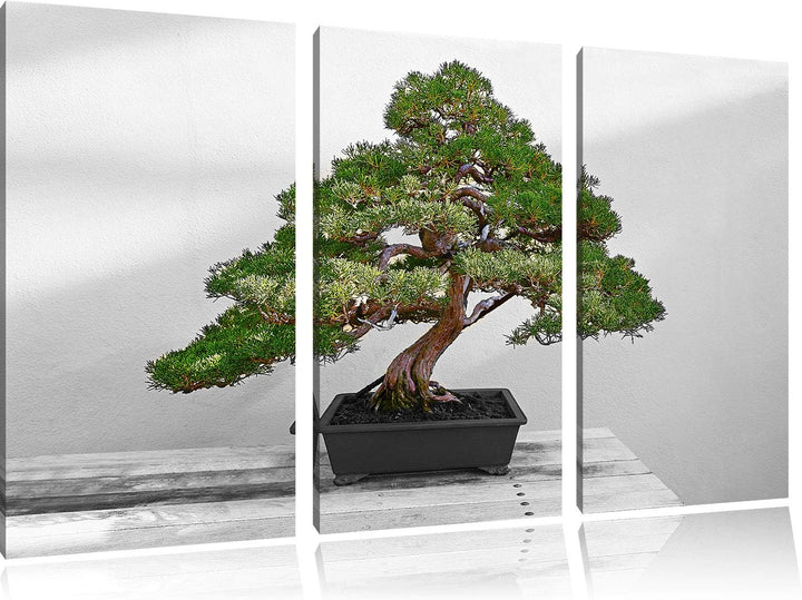 Bonsai Baum auf Holztisch schwarz/weiss 3-Teiler Leinwandbild 120x80 Bild auf Leinwand, XXL riesige