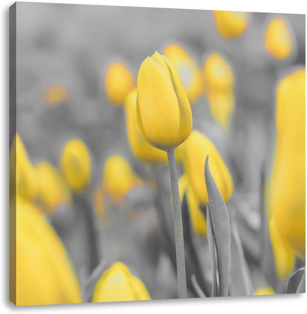 Pixxprint Gelbes Tulpenmeer als Leinwandbild/Grösse: 70x70 cm/Wandbild/Kunstdruck/fertig bespannt, 7