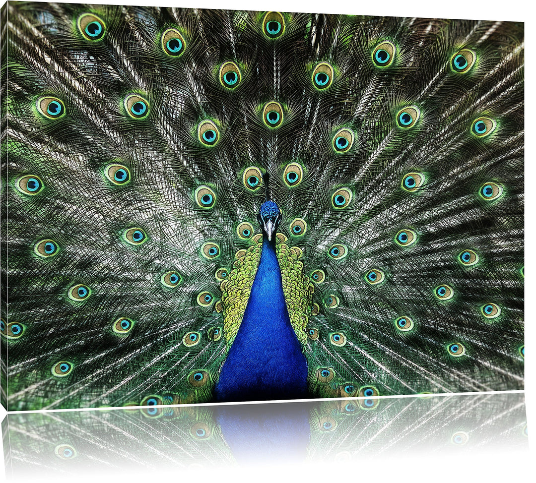 Pixxprint Schöner Pfau mit seinem Gefieder als Leinwandbild/Grösse: 100x70 cm/Wandbild/Kunstdruck/fe