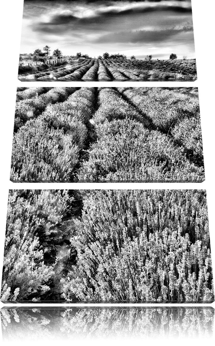Pixxprint Lavendelfeld Provence als Leinwandbild/Grösse: 3 Teilig (120x80) cm/Wandbild/Kunstdruck/fe