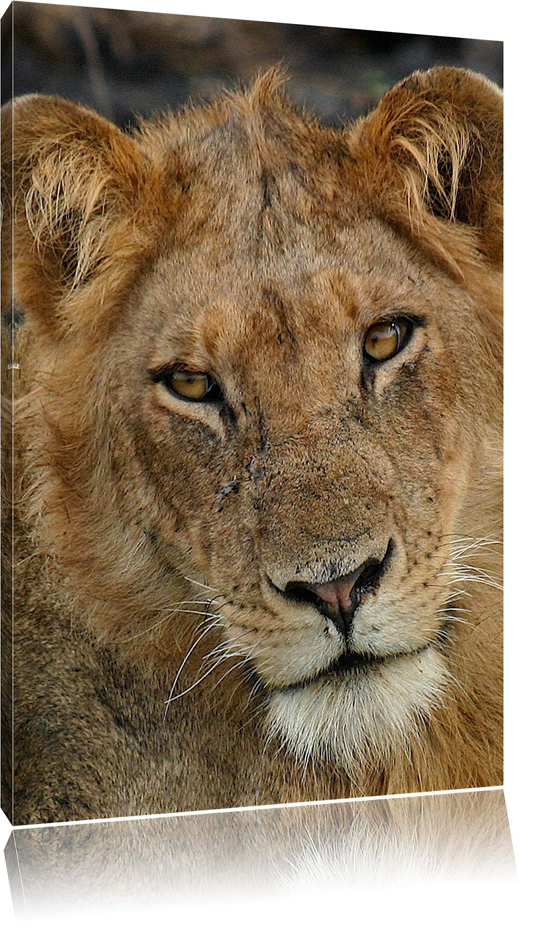 Pixxprint Löwenteenager Leinwand, XXL riesige Bilder fertig gerahmt mit Keilrahmen, Kunstdruck auf W