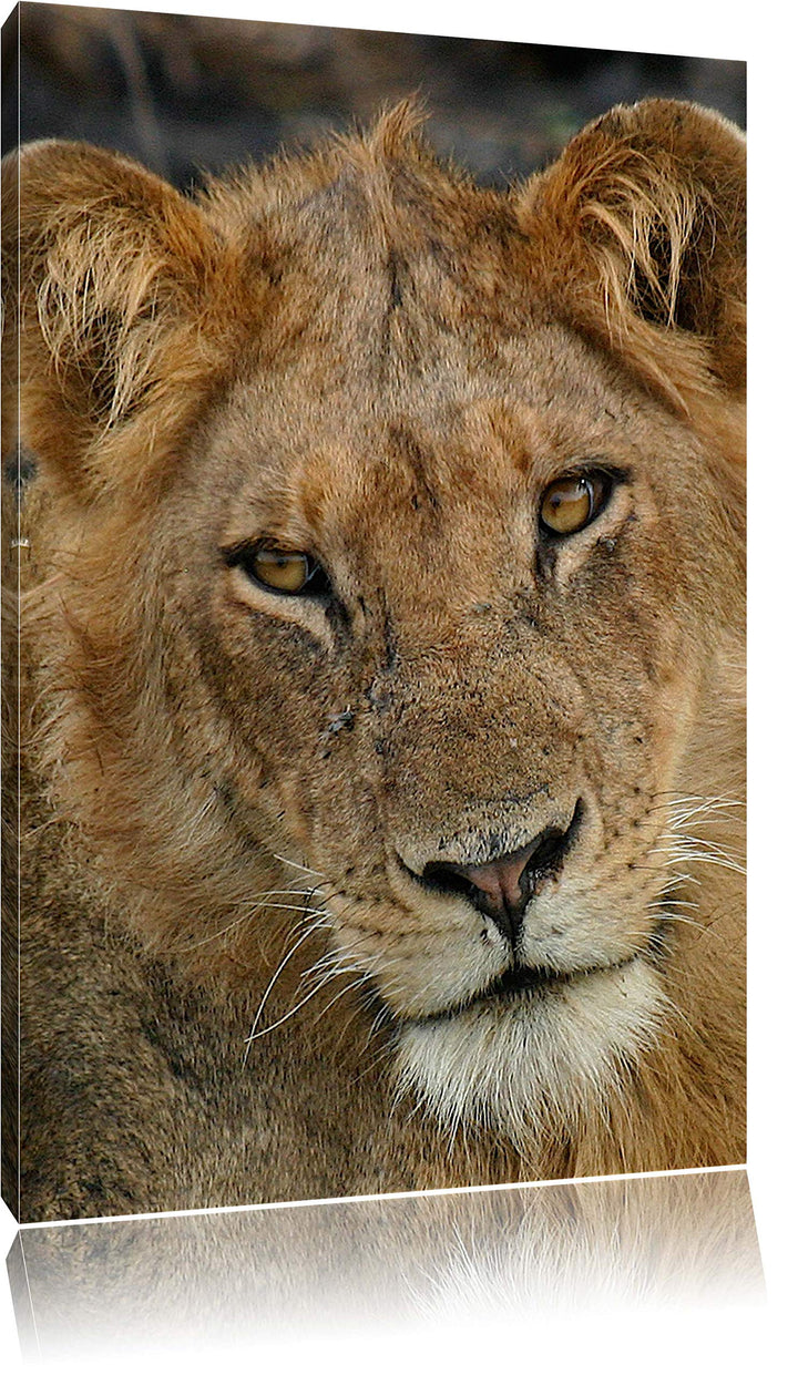 Pixxprint Löwenteenager Leinwand, XXL riesige Bilder fertig gerahmt mit Keilrahmen, Kunstdruck auf W