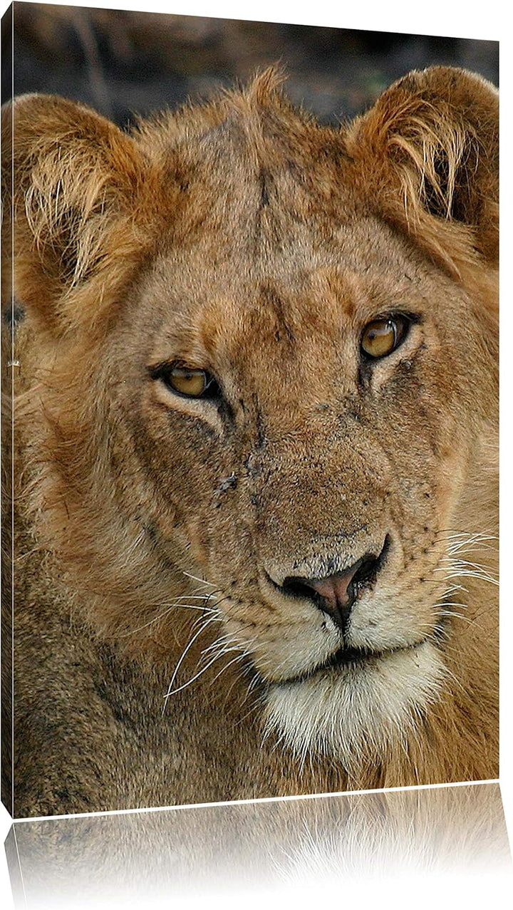 Pixxprint Löwenteenager Leinwand, XXL riesige Bilder fertig gerahmt mit Keilrahmen, Kunstdruck auf W