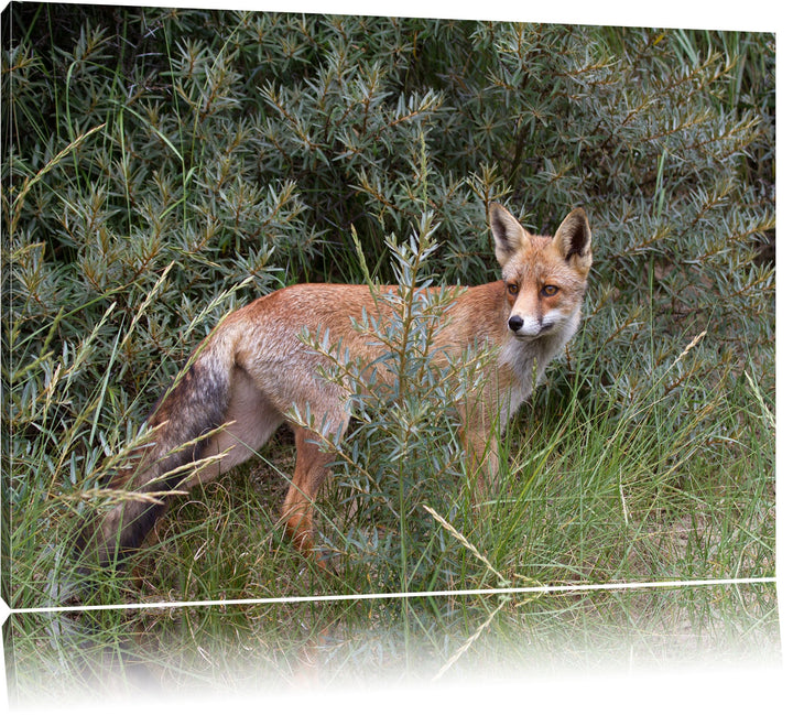 listiger Fuchs im Wildstrauch Leinwand, XXL riesige Bilder fertig gerahmt mit Keilrahmen, Kunstdruck