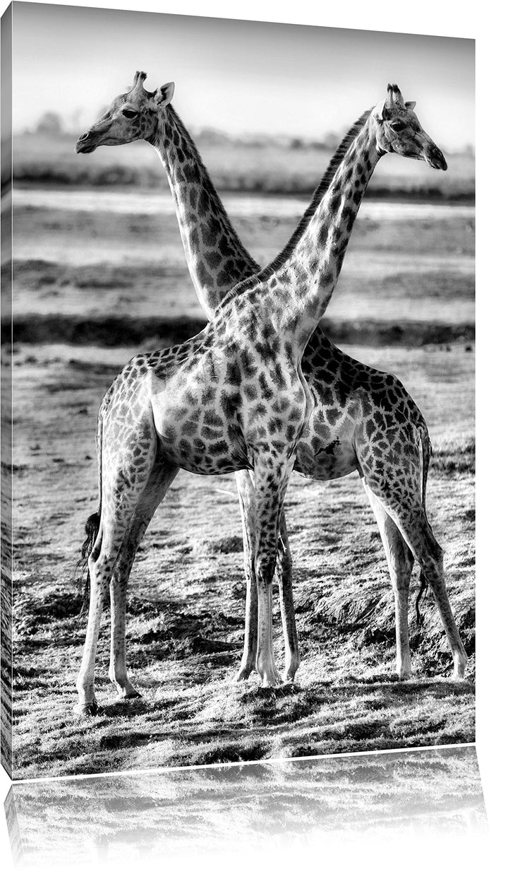 Monocrome, Giraffen Paar, Format: 100x70 auf Leinwand, XXL riesige Bilder fertig gerahmt mit Keilrah