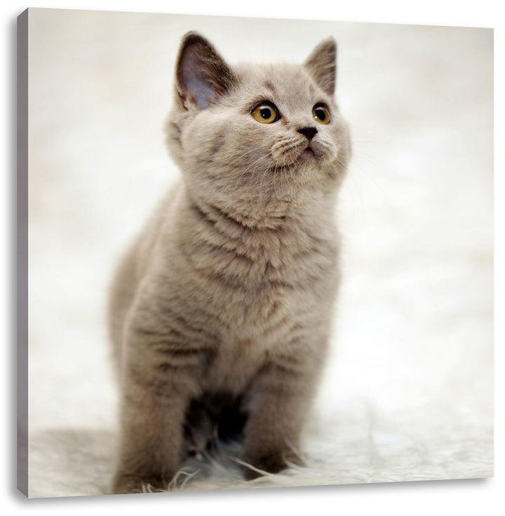 Pixxprint Niedliches Katzenbaby auf Teppich als Leinwandbild/Grösse: 70x70 cm/Wandbild/Kunstdruck/fe