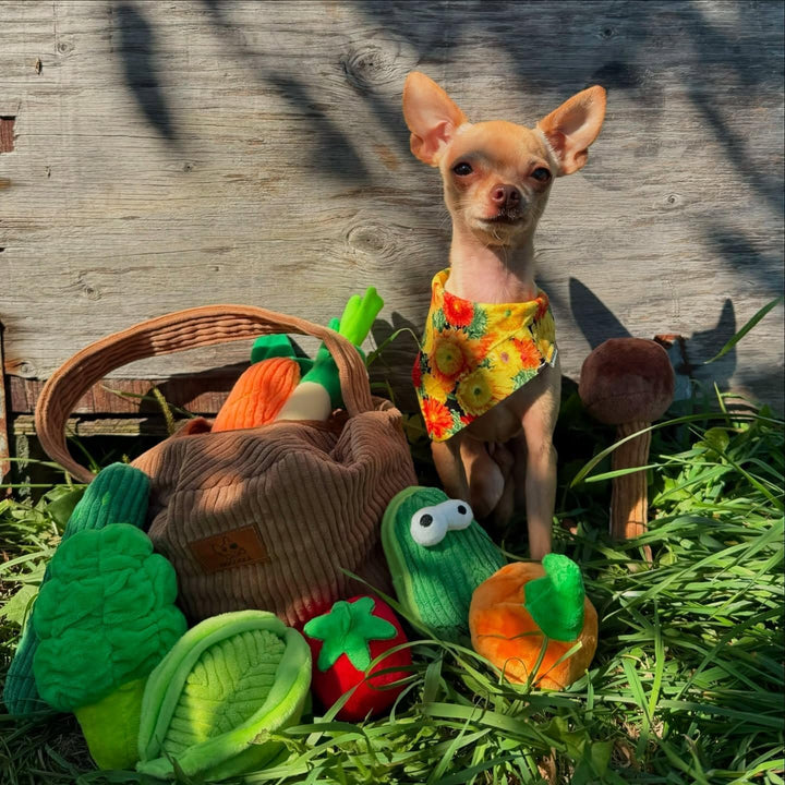 Nocciola 15-er Set Verstecken und Suchen Quietschspielzeug für Hunde, Interaktives Hundespielzeug fü