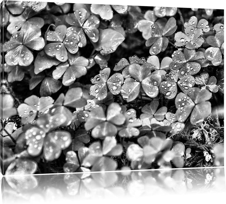 Pixxprint kleine Kleeblätter als Leinwandbild/Grösse: 100x70 / Wandbild/Kunstdruck/fertig bespannt,