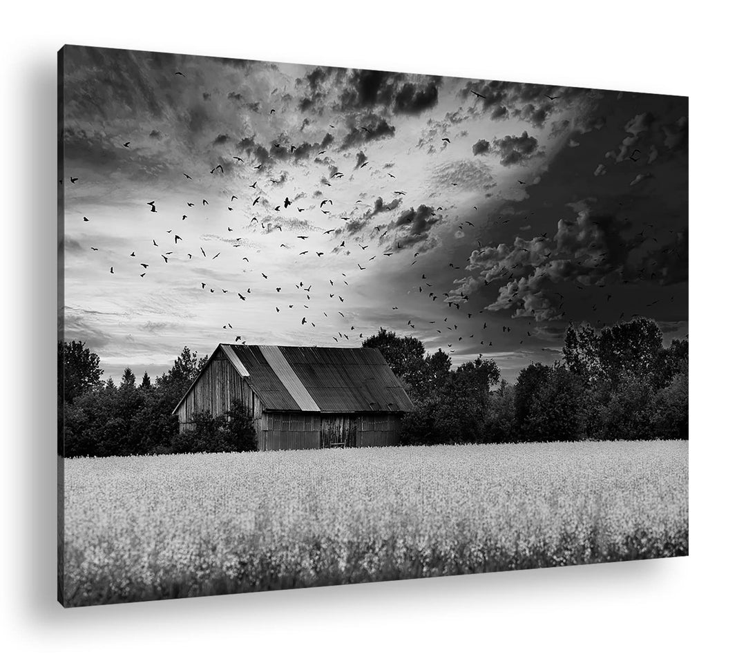 deyoli Scheune am blühendem Feld Effekt: Schwarz&Weiss Format: 60x40 als Leinwandbild, Motiv fertig