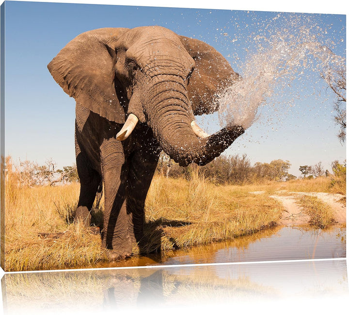 Pixxprint schöner Elefant spritzt mit Wasser als Leinwandbild/Grösse: 120x80 cm/Wandbild/Kunstdruck/