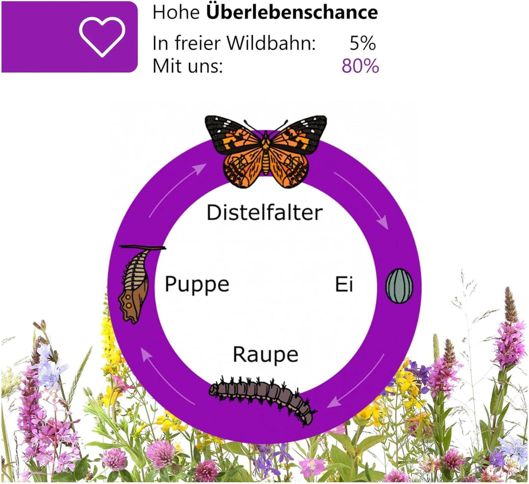 Raupenbecher - Raupen-Nachfüllset - 4 Raupenbecher (Je ca. 7 Raupen) | Ideale Ergänzung zum Schmette