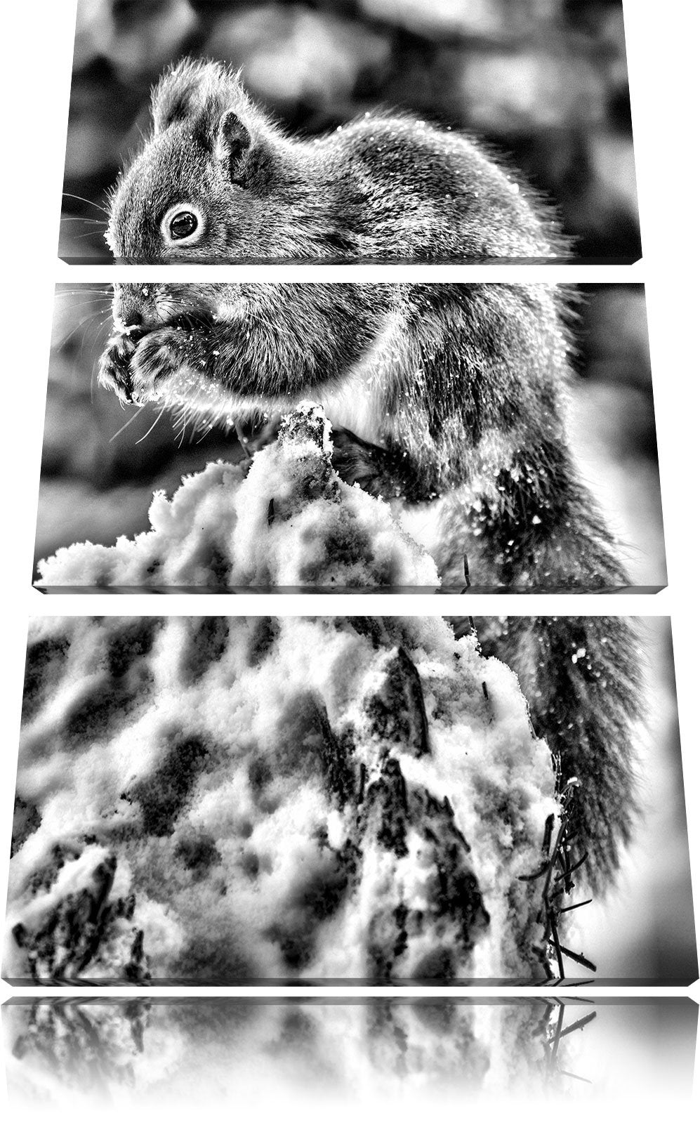 Pixxprint Monocrome, Kleines Eichhörnchen im Winter 3-Teiler Leinwandbild 120x80 Bild auf Leinwand