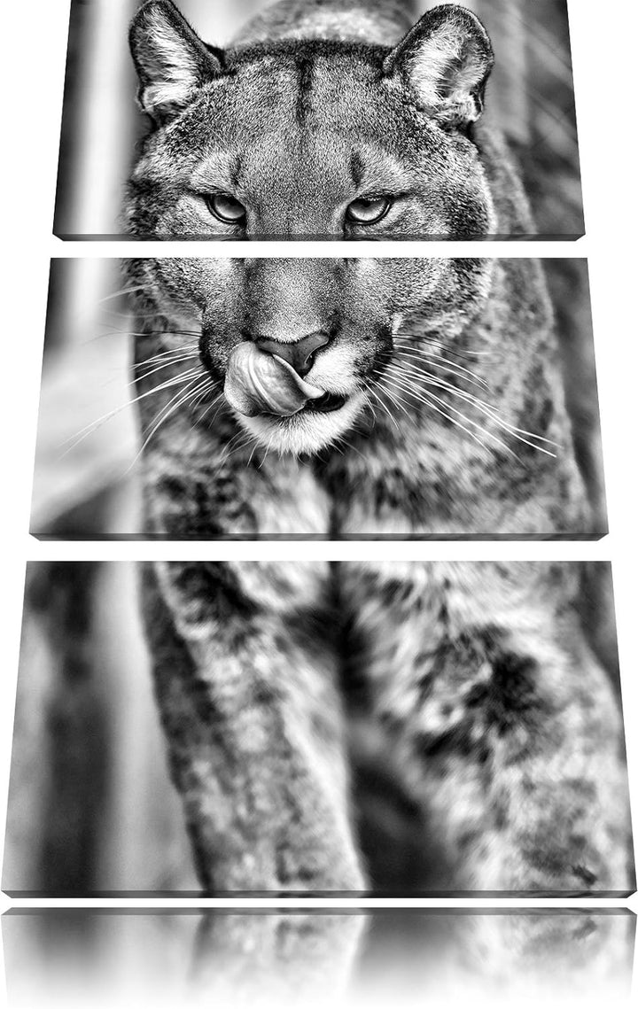 Pixxprint anmutiger Puma als Leinwandbild | Grösse: 3 Teilig (120x80) | Wandbild| Kunstdruck | ferti